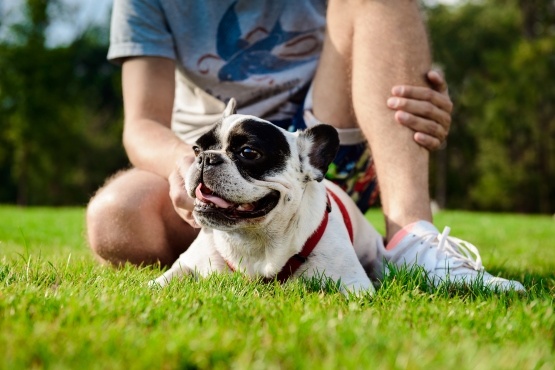 pet friendly accommodation